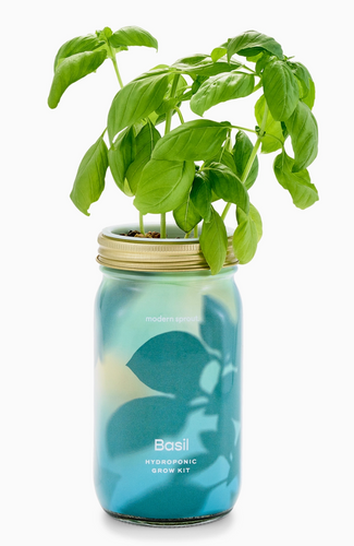 Basil Hydroponic Mason Jar Grow Kit