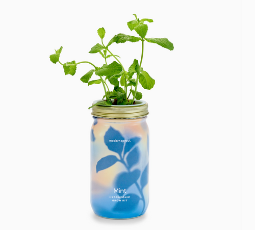 Mint Hydroponic Mason Jar Grow Kit
