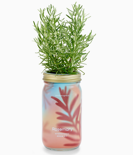 Rosemary Hydroponic Mason Jar Grow Kit