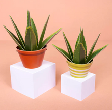 Load image into Gallery viewer, Aloe Vera Make Your Own Plant
