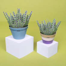 Load image into Gallery viewer, Lavender Make Your Own Plant
