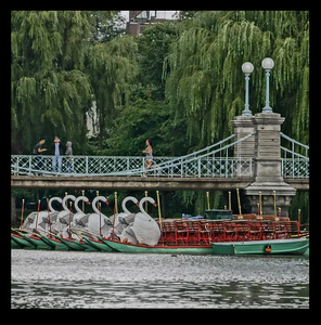 Swan Boats Coaster