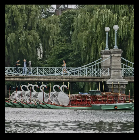 Swan Boats Coaster