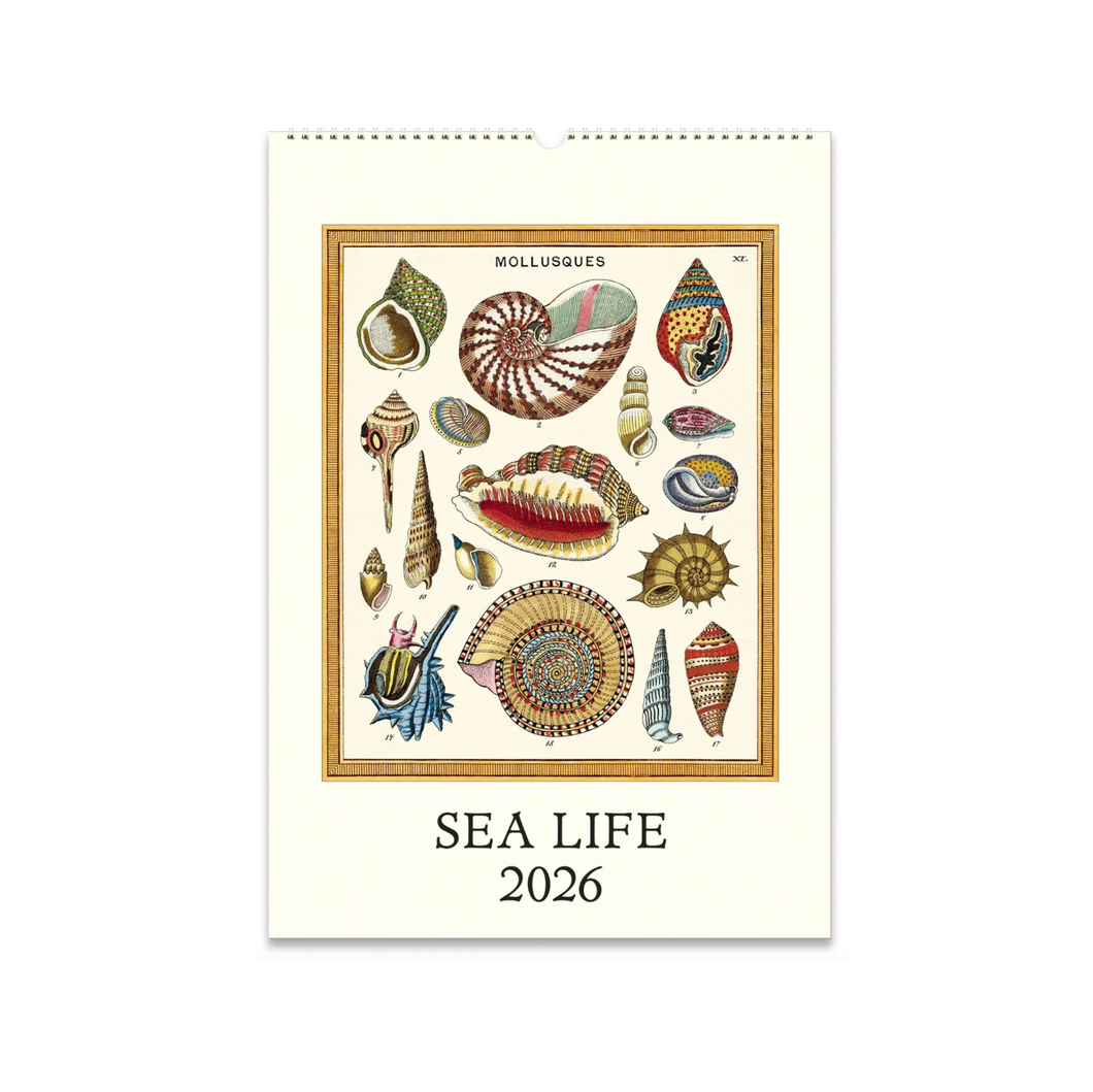 2026 Wall Calendar - Sea Life